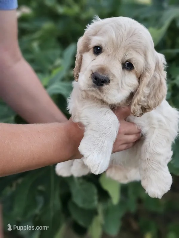 Patrick  – Cocker Spaniel puppy for sale in Indiahoma, OK