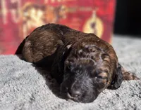 Simba, a male Cockapoo for sale in Indiahoma, OK – 1 of 3