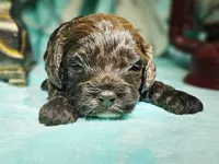 Rain, a female Cockapoo for sale in Indiahoma, OK – Photo 2 of 4