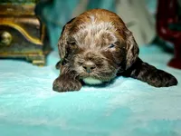 Rain, a female Cockapoo for sale in Indiahoma, OK – Photo 1 of 4