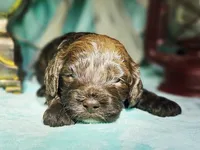 Rain, a female Cockapoo for sale in Indiahoma, OK – Photo 4 of 4