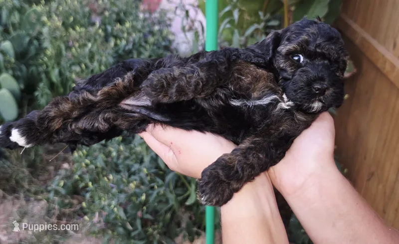 Anna – Cockapoo puppy for sale in Indiahoma, OK