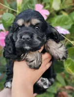 Dixie, a female Cocker Spaniel for sale in Indiahoma, OK – 1 of 2