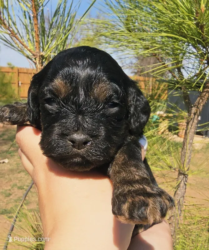 Earp – Cockapoo puppy for sale in Indiahoma, OK