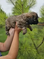 Junebug, a female Miniature Aussiedoodle for sale in Indiahoma, OK – 3 of 3