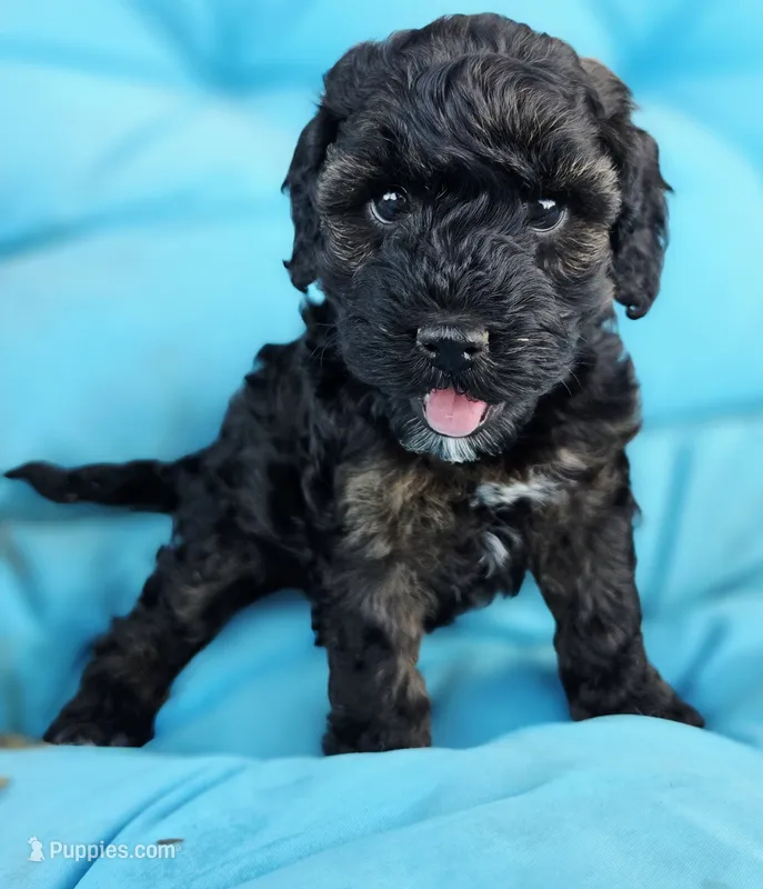 Anna – Cockapoo puppy for sale in Indiahoma, OK