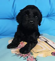 Marina, a female Cockapoo for sale in Indiahoma, OK – 3 of 9