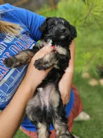 Cricket, a male Miniature Aussiedoodle for sale in Indiahoma, OK – 4 of 4