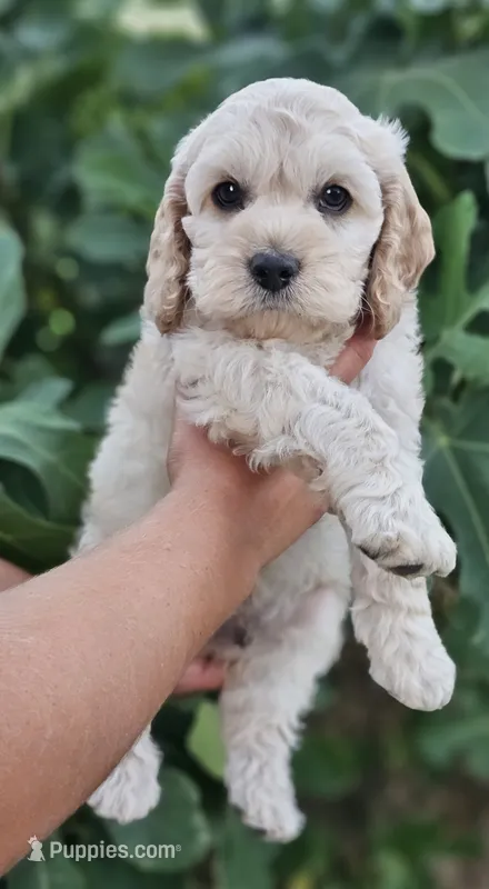 Fin – Cockapoo puppy for sale in Indiahoma, OK