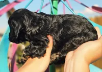 Coral, a female Cockapoo for sale in Indiahoma, OK – 2 of 3