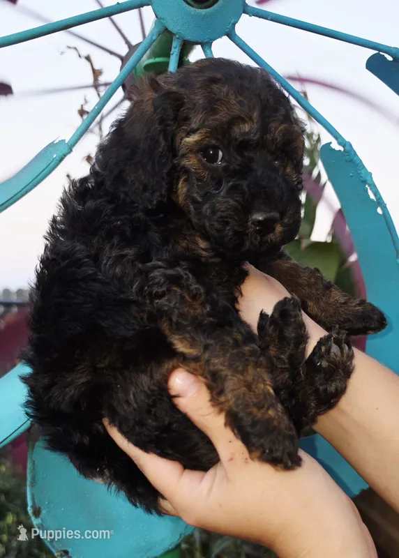 Moana – Cockapoo puppy for sale in Indiahoma, OK