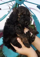 Anna, a female Cockapoo for sale in Indiahoma, OK – 6 of 6