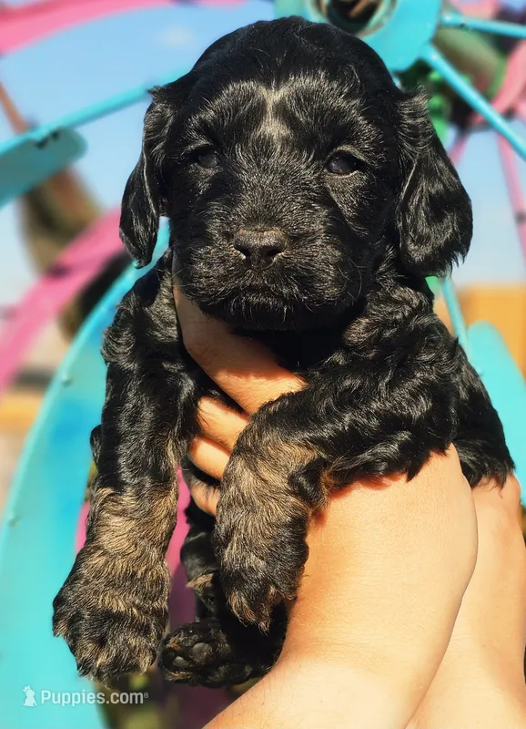 Coral – Cockapoo puppy for sale in Indiahoma, OK