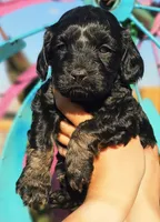 Coral, a female Cockapoo for sale in Indiahoma, OK – 1 of 3