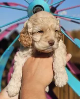 Windy, a female Cockapoo for sale in Indiahoma, OK – 2 of 4