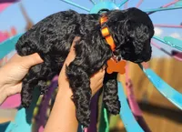 Anchor, a male Cockapoo for sale in Indiahoma, OK – 2 of 2