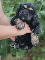 Dixie , a female Cocker Spaniel for sale in Indiahoma, OK – 4 of 5