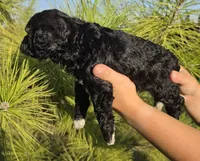 Olaf, a male Cockapoo for sale in Indiahoma, OK – 6 of 8