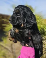 Dasher, a male Miniature Aussiedoodle for sale in Indiahoma, OK – Photo 1 of 2