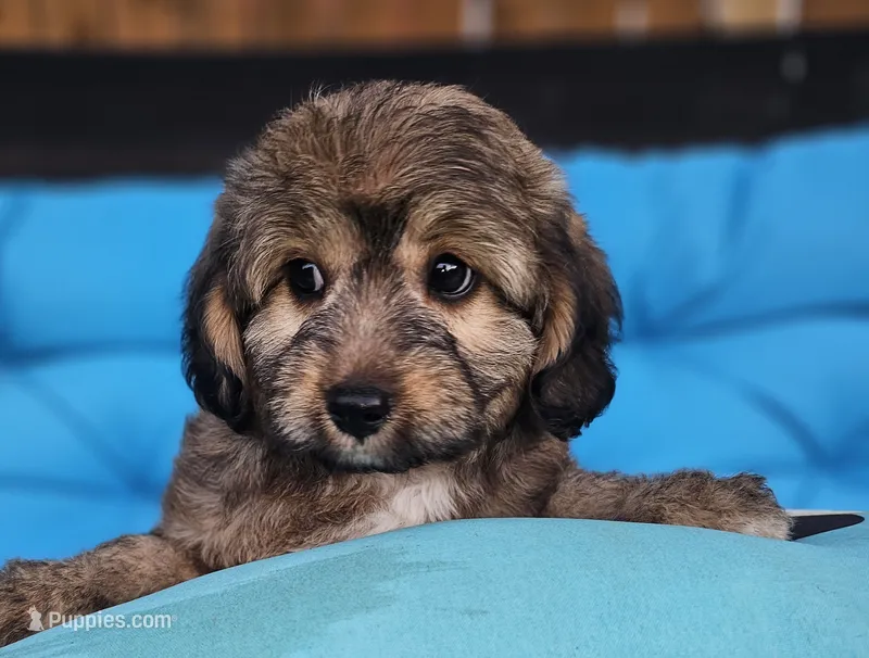 Ladybug  – Miniature Aussiedoodle puppy for sale in Indiahoma, OK