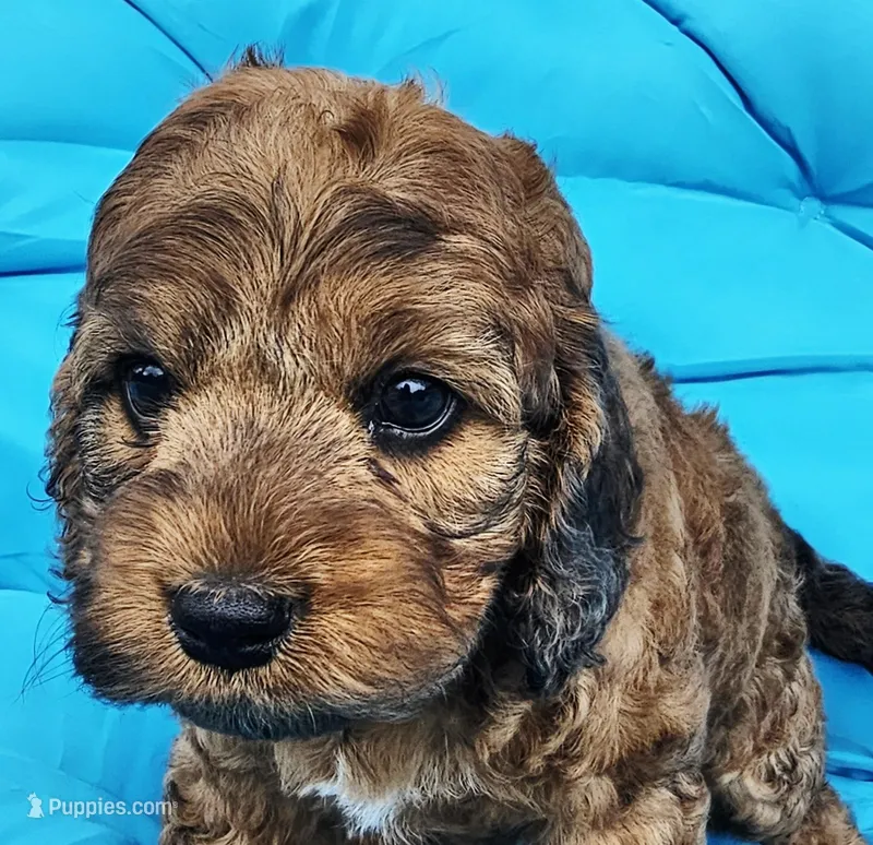 Zues – Cockapoo puppy for sale in Indiahoma, OK