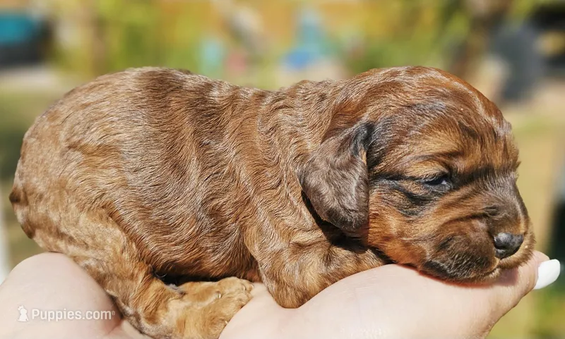 Zues – Cockapoo puppy for sale in Indiahoma, OK