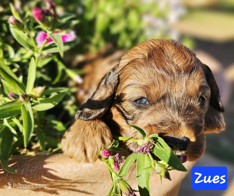 Zues – Cockapoo puppy for sale in Indiahoma, OK