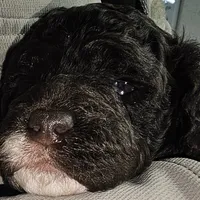 Lighting, a male Cockapoo for sale in Indiahoma, OK – Photo 1 of 4