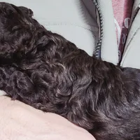 Lighting, a male Cockapoo for sale in Indiahoma, OK – Photo 4 of 4