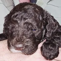 Lighting, a male Cockapoo for sale in Indiahoma, OK – Photo 3 of 4