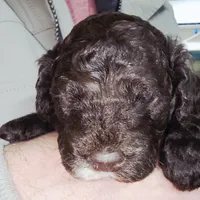 Lighting, a male Cockapoo for sale in Indiahoma, OK – Photo 2 of 4