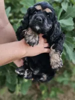 Dixie , a female Cocker Spaniel for sale in Indiahoma, OK – 5 of 5