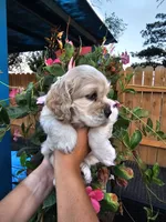 Patrick , a male Cocker Spaniel for sale in Indiahoma, OK – 2 of 2