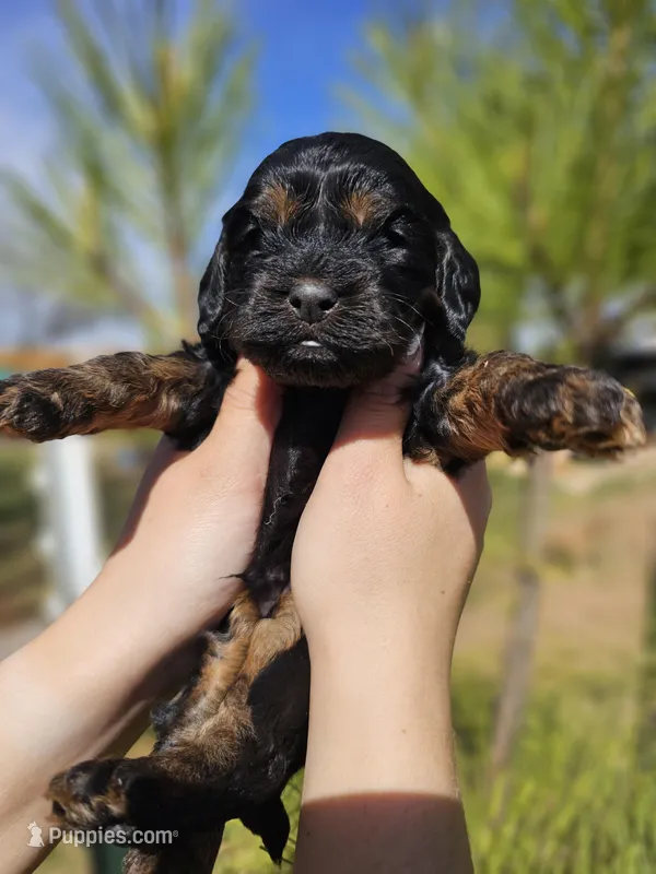 Wyatt – Cockapoo puppy for sale in Indiahoma, OK