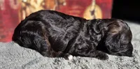 Moana, a female Cockapoo for sale in Indiahoma, OK – 2 of 2