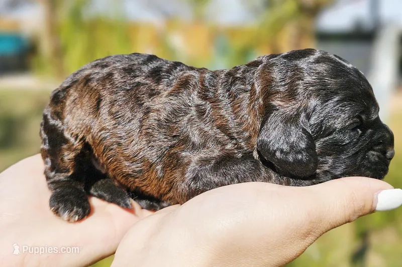 Venus – Cockapoo puppy for sale in Indiahoma, OK