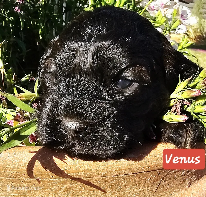 Venus – Cockapoo puppy for sale in Indiahoma, OK