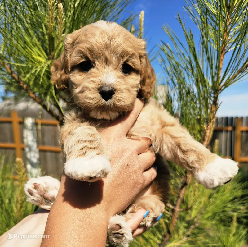 Jimmy Chew  – Cockapoo puppy for sale in Indiahoma, OK