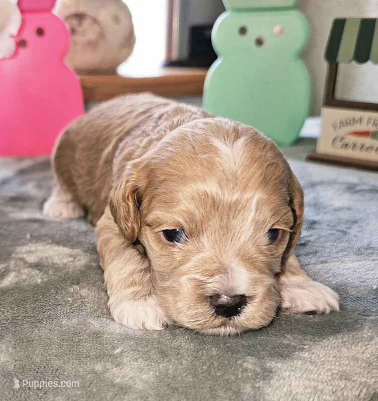 Jimmy Chew  – Cockapoo puppy for sale in Indiahoma, OK
