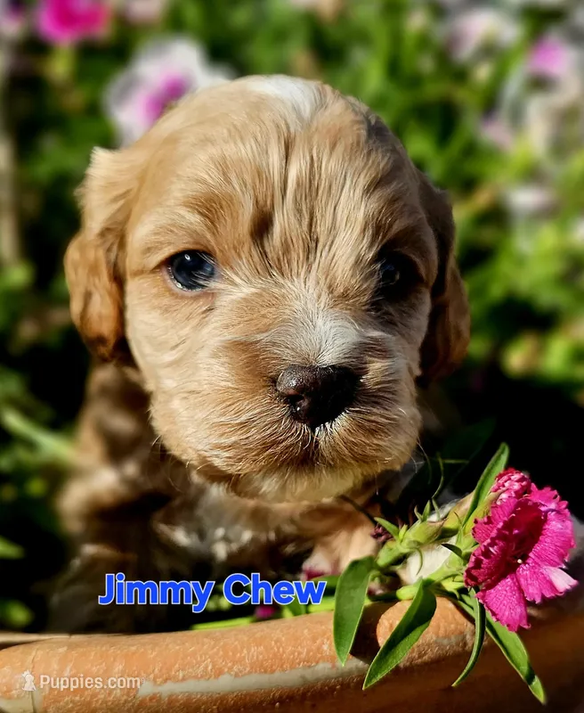 Jimmy Chew  – Cockapoo puppy for sale in Indiahoma, OK