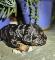 Jolly, a female Cockapoo for sale in Indiahoma, OK – Photo 2 of 2