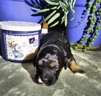 Jolly, a female Cockapoo for sale in Indiahoma, OK – Photo 1 of 2