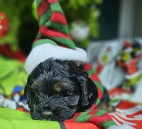 Noel, a female Cockapoo for sale in Indiahoma, OK – Photo 2 of 2