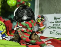 Noel, a female Cockapoo for sale in Indiahoma, OK – Photo 1 of 2