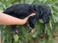 Sunny, a male Cocker Spaniel for sale in Indiahoma, OK – 6 of 7