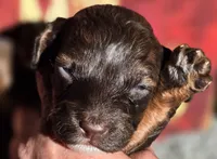 Woody, a female Cockapoo for sale in Indiahoma, OK – 2 of 3