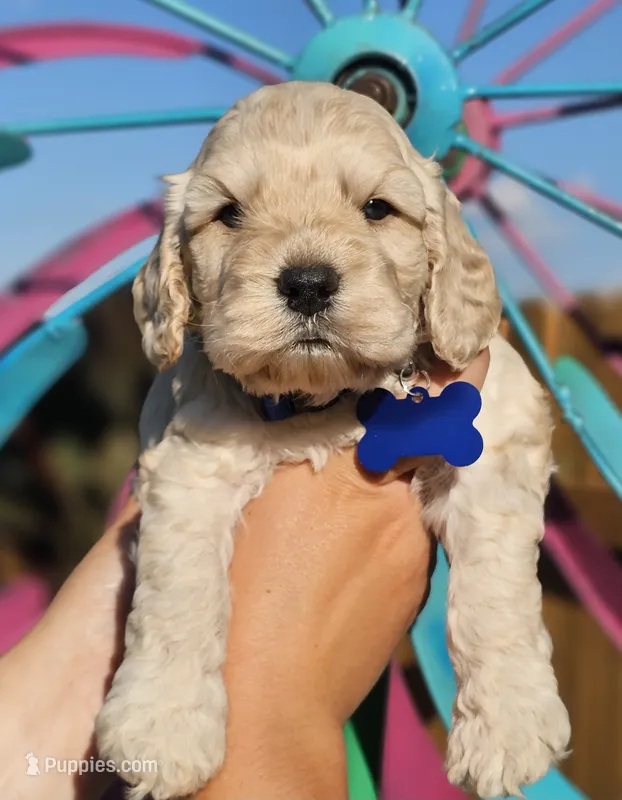 Reel – Cockapoo puppy for sale in Indiahoma, OK