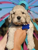 Reel, a male Cockapoo for sale in Indiahoma, OK – 1 of 3