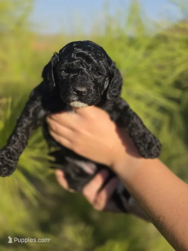 Tink – Cockapoo puppy for sale in Indiahoma, OK