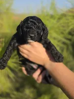 Tink, a female Cockapoo for sale in Indiahoma, OK – 3 of 8